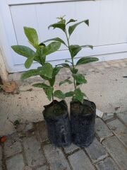 Blacksapote Çikolata Meyvesi