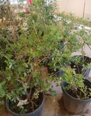 Bluebery Fidanı 5 Yaş