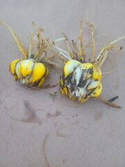 Regal Zambak Soğanı