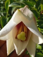 Regal Zambak Soğanı