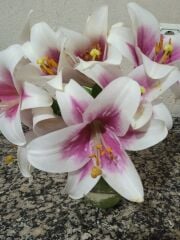 Regal Zambak Soğanı