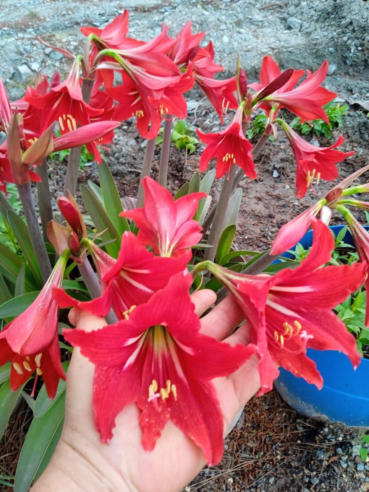 Amaryllis Zambak Soğanı