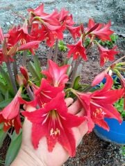Amaryllis Zambak Soğanı