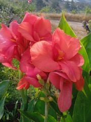 Canga Pembe