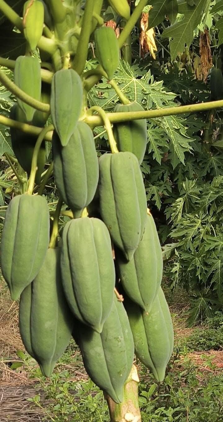 Papaya