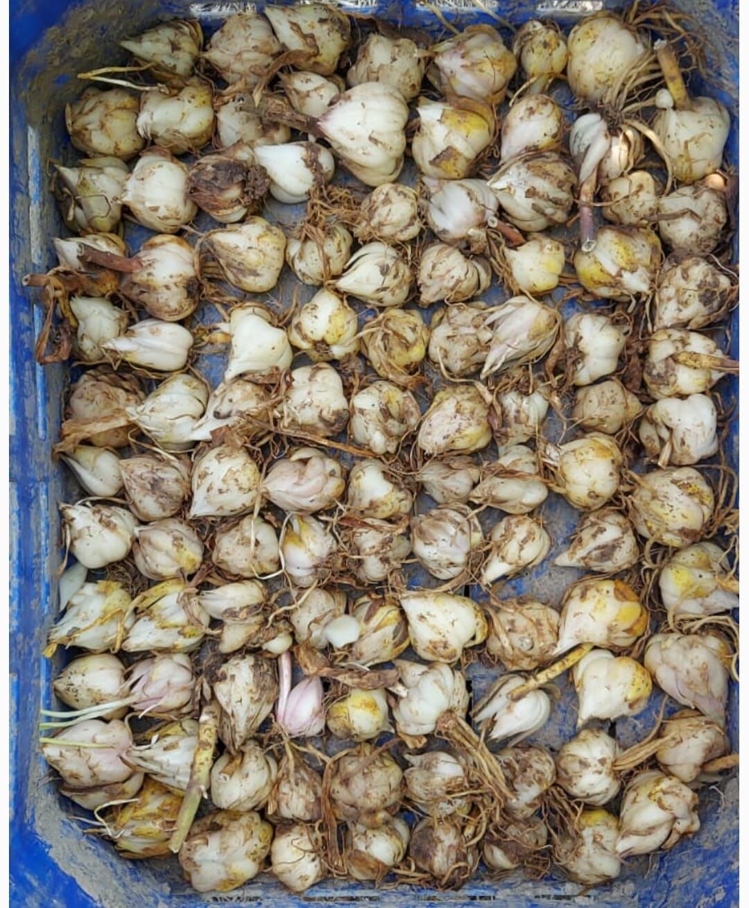 Akzambak Soğanı Orta Boy