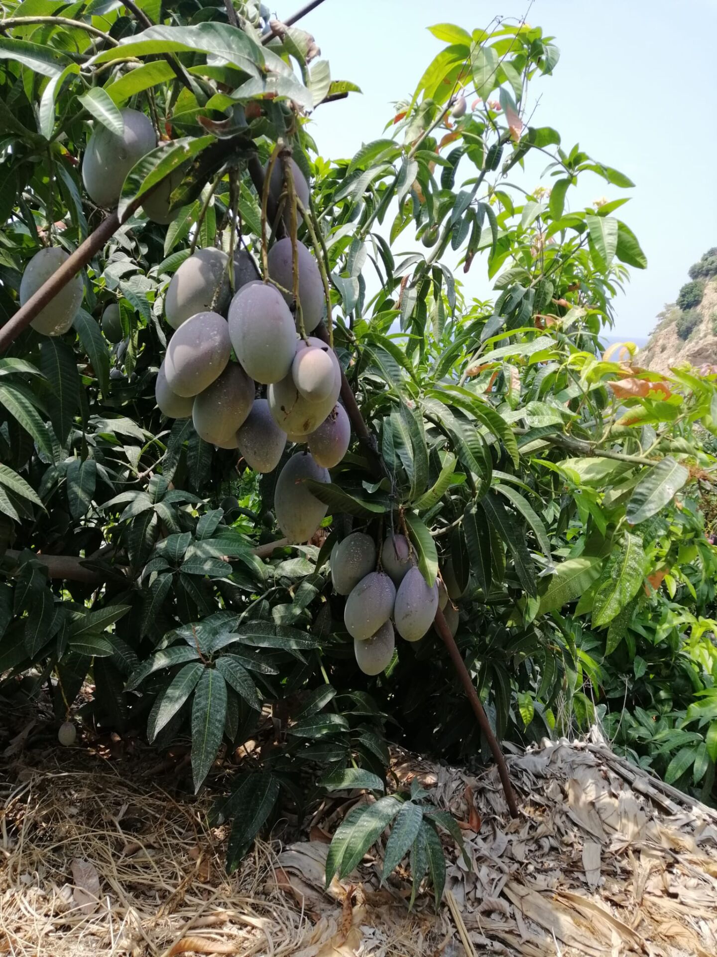 Yerli Mango