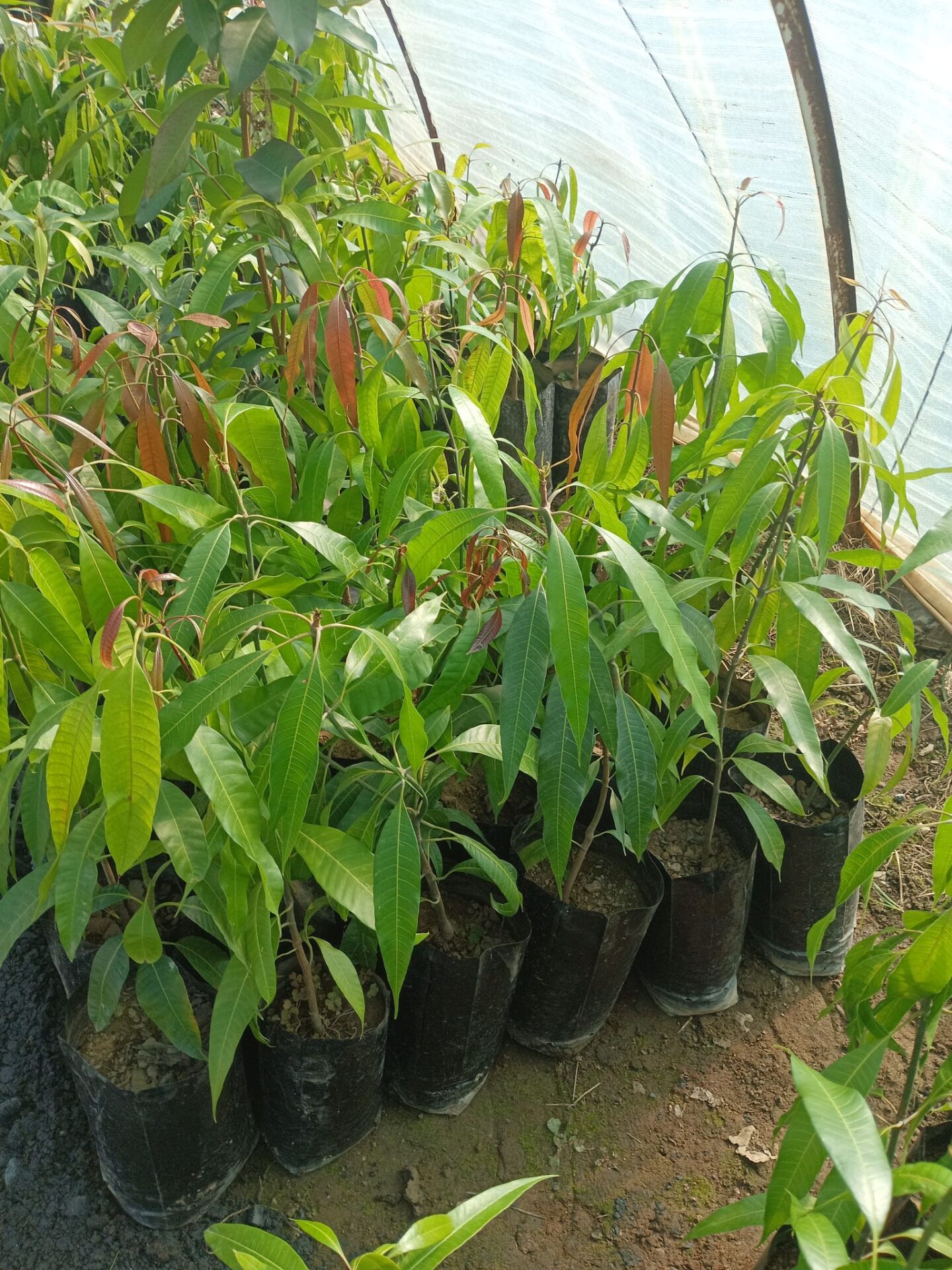 Mango Aşılı Meyve Fidanı