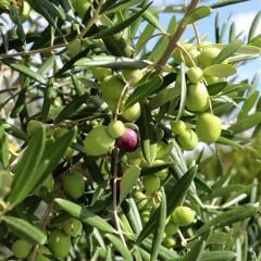Zeytin Gemlik